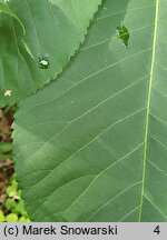 Carya laciniosa (orzesznik siedmiolistkowy)