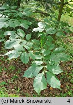 Carya laciniosa (orzesznik siedmiolistkowy)