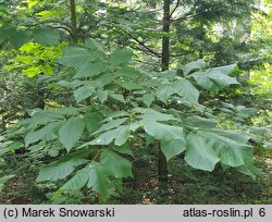 Carya laciniosa (orzesznik siedmiolistkowy)