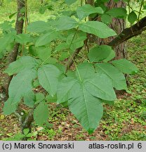 Ptelea trifoliata (parczelina trójlistkowa)