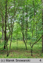 Ptelea trifoliata (parczelina trójlistkowa)