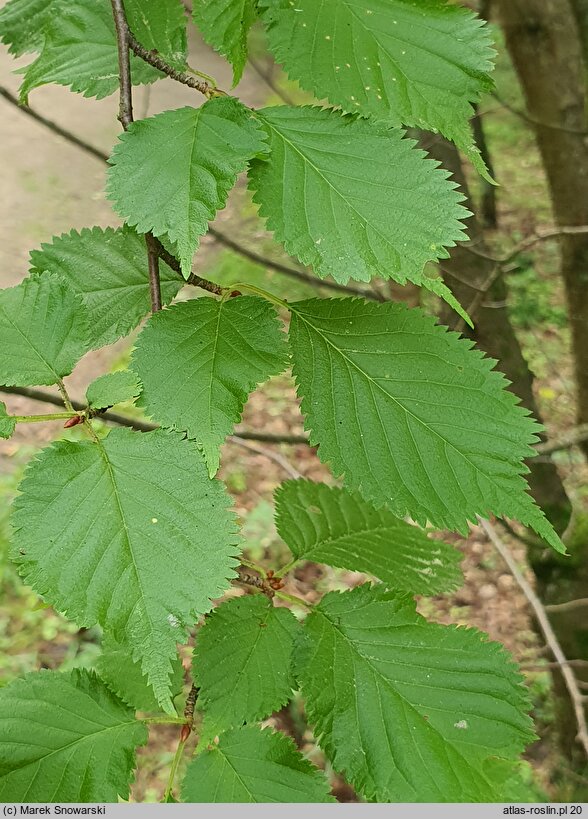 Prunus kurilensis (wiśnia kurylska)