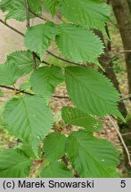 Prunus kurilensis (wiśnia kurylska)