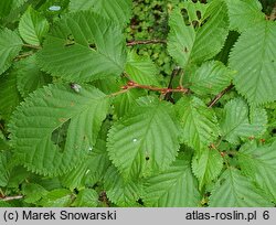 Prunus kurilensis (wiśnia kurylska)