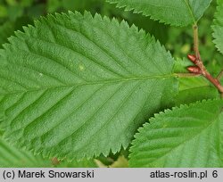 Prunus kurilensis (wiśnia kurylska)