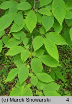 Halesia tetraptera var. monticola