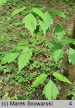 Acer cissifolium (klon winnolistny)