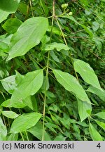 Cornus amomum (dereń błękitny)