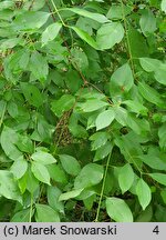 Cornus amomum (dereń błękitny)