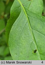 Cornus amomum (dereń błękitny)