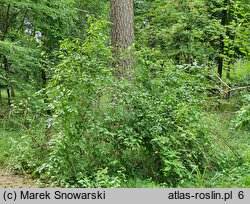 Cornus amomum (dereń błękitny)