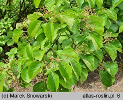 Viburnum dilatatum (kalina szorstkowłosa)