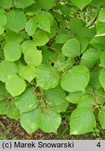 Viburnum dilatatum (kalina szorstkowłosa)