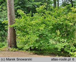 Viburnum dilatatum (kalina szorstkowłosa)