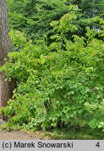 Viburnum dilatatum (kalina szorstkowłosa)