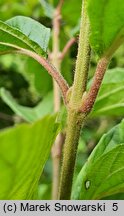 Viburnum dilatatum (kalina szorstkowłosa)