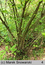 Viburnum dilatatum (kalina szorstkowłosa)