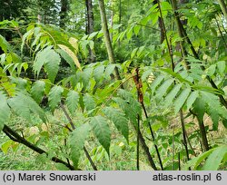 Dipteronia sinensis (dwuskrzydlak chiński )