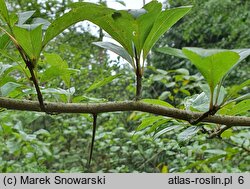 Crataegus mollis (głóg miękki)