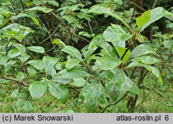 Crataegus mollis (głóg miękki)