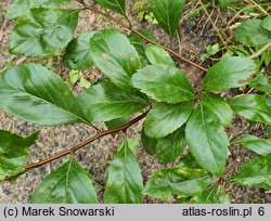 Crataegus mollis (głóg miękki)