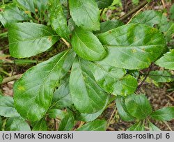 Crataegus mollis (głóg miękki)