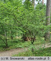 Crataegus mollis (głóg miękki)