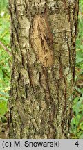 Crataegus altaica (głóg ałtajski)