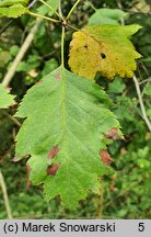 Crataegus altaica (głóg ałtajski)