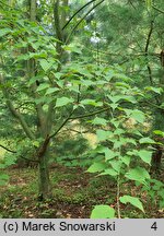 Acer davidii ssp. grosseri (klon Grossera)