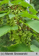 Acer davidii ssp. grosseri (klon Grossera)