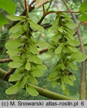 Acer davidii ssp. grosseri (klon Grossera)