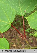 Acer davidii ssp. grosseri (klon Grossera)