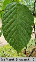 Corylus chinensis (leszczyna chińska)