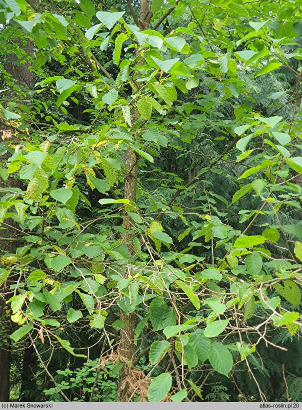 Corylus chinensis (leszczyna chińska)