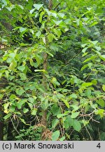 Corylus chinensis (leszczyna chińska)