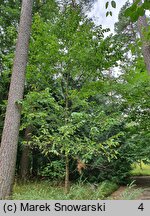 Corylus chinensis (leszczyna chińska)