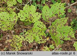 Viburnum sargentii Onondaga