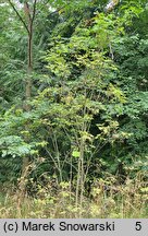 Viburnum sargentii Onondaga