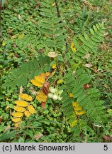 Sorbus koehneana (jarząb Koehnego)