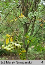 Sorbus koehneana (jarząb Koehnego)