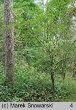 Sorbus koehneana (jarząb Koehnego)