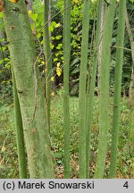 Acer stachyophyllum (klon stachiurkolistny)