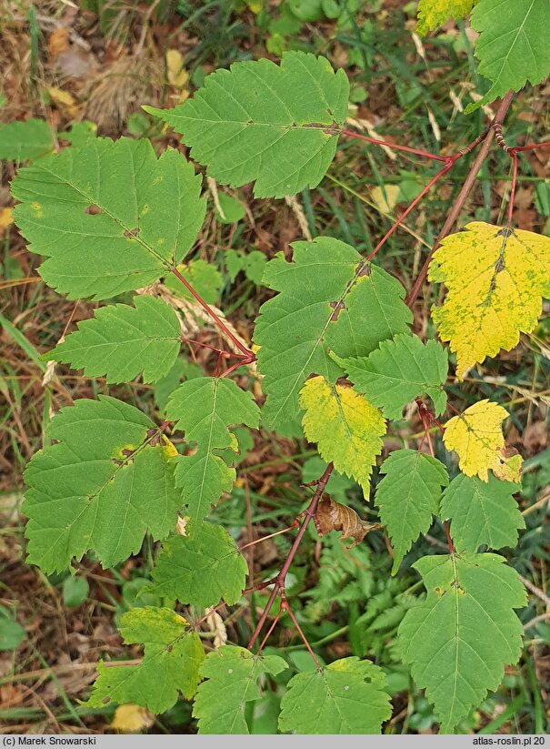 Acer stachyophyllum (klon stachiurkolistny)