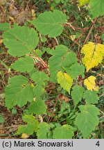 Acer stachyophyllum (klon stachiurkolistny)