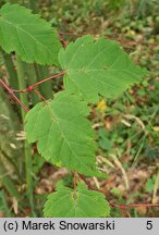 Acer stachyophyllum (klon stachiurkolistny)