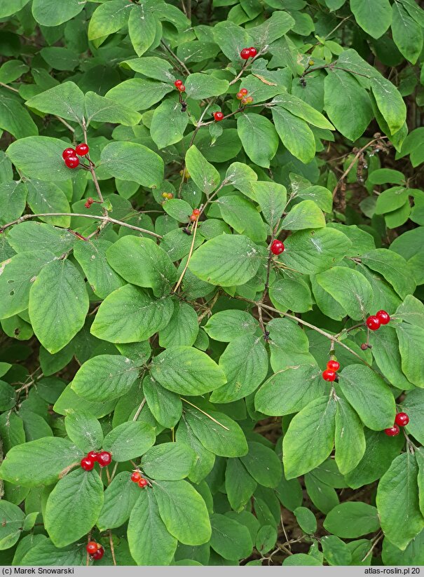 Lonicera altmannii (suchodrzew Altmana)