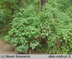 Lonicera altmannii (suchodrzew Altmana)