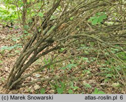 Lonicera altmannii (suchodrzew Altmana)