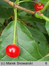 Lonicera alpigena Nana